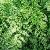 Adiantum pedatum 'Imbricatum' Pot 9 cm
