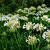 Agapanthus 'Polar Ice' Pot 9 cm