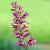 Agastache mex. 'Red Fortune' Pot 9 cm