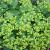 Alchemilla xanthochlora Pot 9 cm