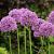 Allium 'In Orbit' Pot 9 cm