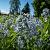 Amsonia hubrichtii Pot 9 cm