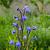Anchusa azurea Pot 9 cm