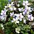 Anemone Wild Swan Pot 9 cm