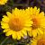 Anthemis tinctoria Pot 9 cm