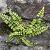 Asplenium trichomanes Pot 9 cm