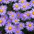 Aster alpinus 'Goliath' Pot 9 cm
