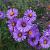 Aster 'Barbados' Pot 9 cm
