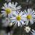 Aster ericoides Pot 9 cm