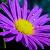 Aster ericoides 'Blue Wonder' Pot 9 cm