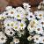 Aster (D) 'Kristina' Pot 9 cm