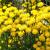 Aster linosyris Pot 9 cm