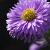 Aster n.-b. 'Dauerblau' Pot 9 cm