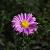 Aster (D) 'Peter Pan' Pot 9 cm