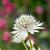 Astrantia maj. 'Alba' Pot 9 cm