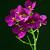 Aubrieta 'Bressingham Red' Pot 9 cm