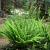 Blechnum penna-marina Pot 9 cm