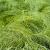 Carex 'Phoenix Green' Pot 9 cm