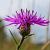 Centaurea calocephala Pot 9 cm