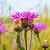 Centaurea jacea Pot 9 cm
