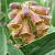 Digitalis parviflora Pot 9 cm