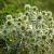 Eryngium variifolium Pot 9 cm