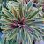Euphorbia 'Ascot Rainbow' Pot 9 cm