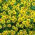 Helenium 'Kanaria' Pot 9 cm