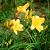 Hemerocallis 'Happy Returns' Pot 9 cm