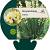 Sisyrinchium striatum Pot 9 cm