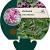 Vernonia crinita 'Mammuth' Pot 9 cm