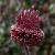 Allium 'Red Mohican' Pot 9 cm