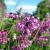 Allium cernuum 'Hidcote' Pot 9 cm