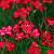 Dianthus delt. 'Brilliant' Pot 9 cm