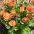 Geum 'Mango Lassi' Pot 9 cm