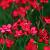 Dianthus delt. 'Flashing Light' Pot 9 cm