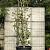 Parrotia persica Pot 230 Liter 400 - 450 cm