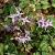 Epimedium grandiflorum Pot 9 cm