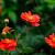 Geum coccineum 'Tosai' Pot 9 cm
