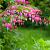 Dicentra formosa 'Luxuriant' Pot 9 cm