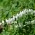 Dicentra spectabilis 'Alba' Pot 9 cm