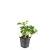 Pachysandra terminalis Pot 9 cm