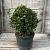 Laurus nobilis Bolvorm 50-60 cm
