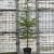 Cedrus deod. 'Aurea' Pot 50 Liter 200 - 250 cm
