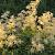 Aruncus 'Chantilly Lace' Pot 9 cm