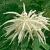 Aruncus 'Fairy Hair' Pot 9 cm
