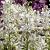 Dictamnus albus 'Albiflorus' Pot 9 cm