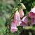 Digitalis 'Mertonensis' Pot 9 cm