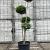 Ligustrum delavayanum Pot 50 Liter 150 - 175 cm Pon-Ponvorm