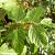 Acer negundo Hoogstam (Stamomtrek 10-12 cm)